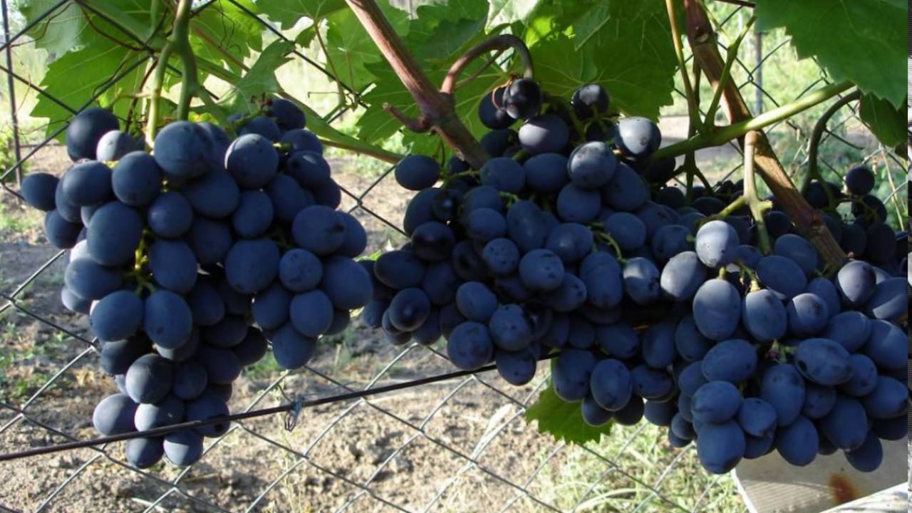 Виноград галия: описание сорта, фото, отзывы
