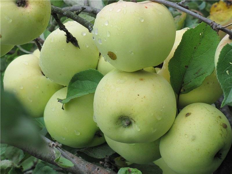 Яблоня белый налив - описание сорта, посадка и уход