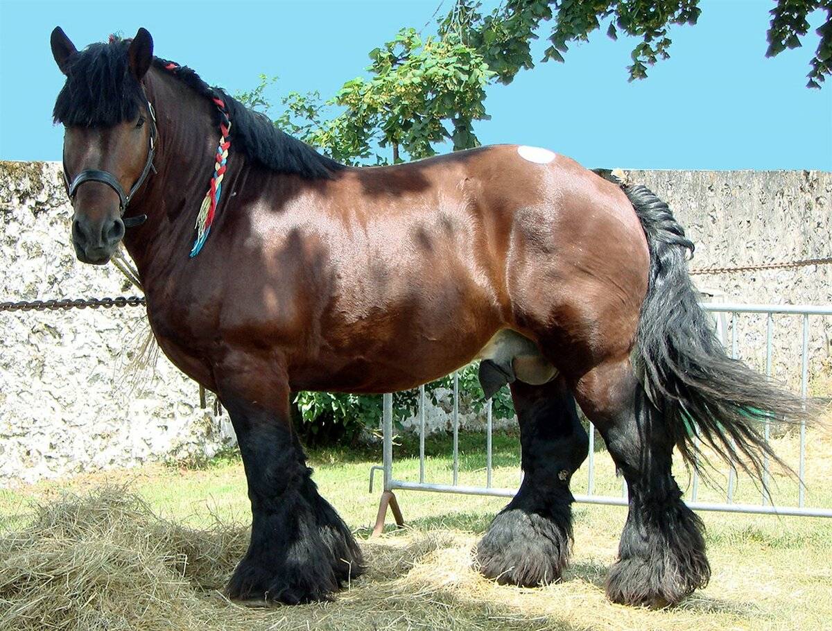 Арденский тяжеловоз. арденская порода лошадей: фото, описание, история происхождения