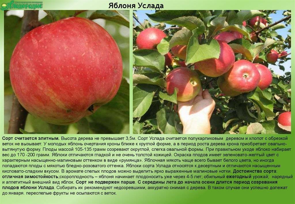 Сорта сладких яблонь для ленинградской области с фото и описанием