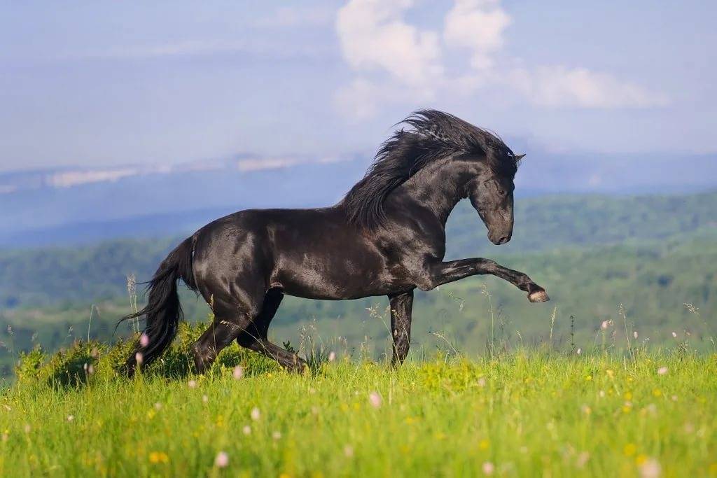 Лошади карачаевской породы: описание, фото, преимущества и недостатки, использование