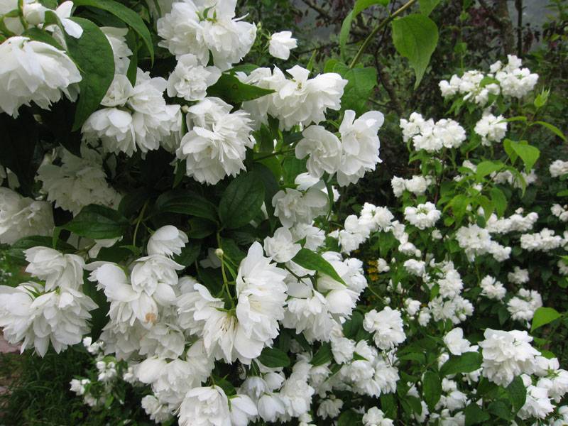 Жасмин садовый (чубушник) mont blanc (монблан): посадка и уход, фото