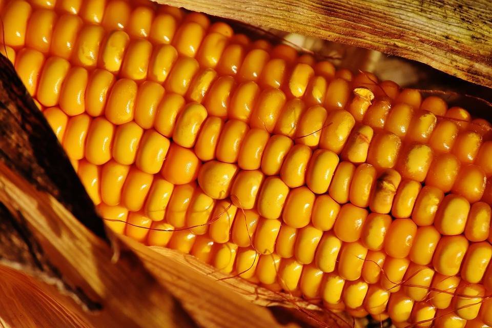 Кукуруза «бондюэль»: описание сорта, польза и вред, состав и калорийность, как и сколько варить, особенности выращивания