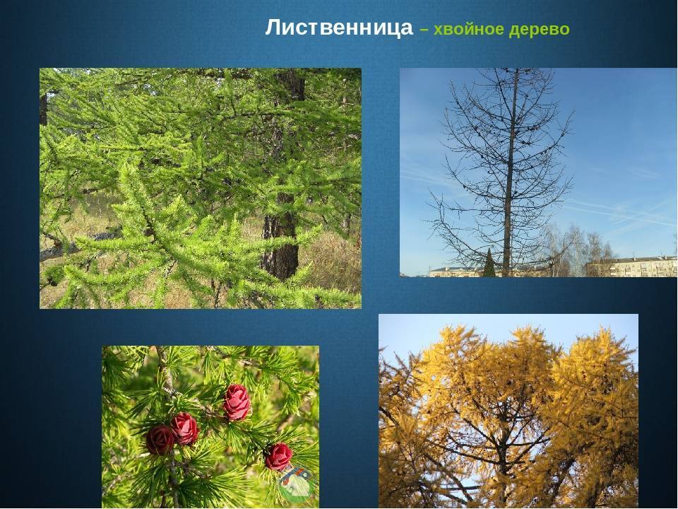 Виды хвойных деревьев фото и названия в россии