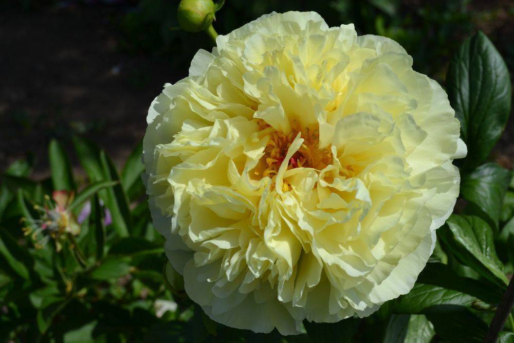 Пион лемон шиффон (лимон шифон, lemon chiffon): характеристики, фото, посадка и уход - растения и огород
