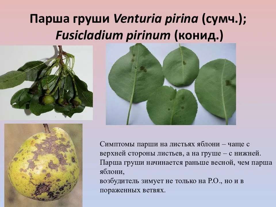 Лечение парши на груше