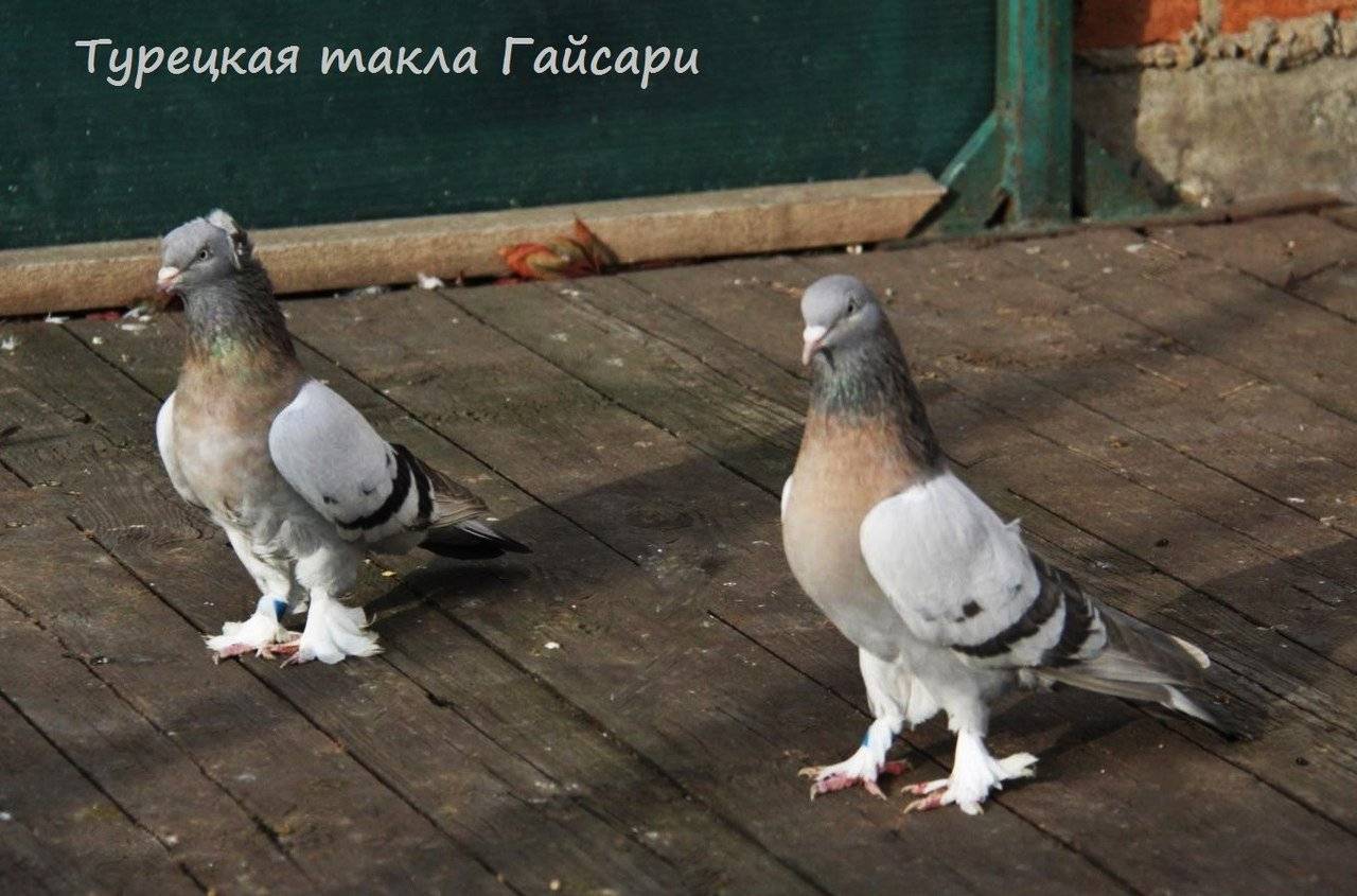 Турецкие голуби такла — что это за порода