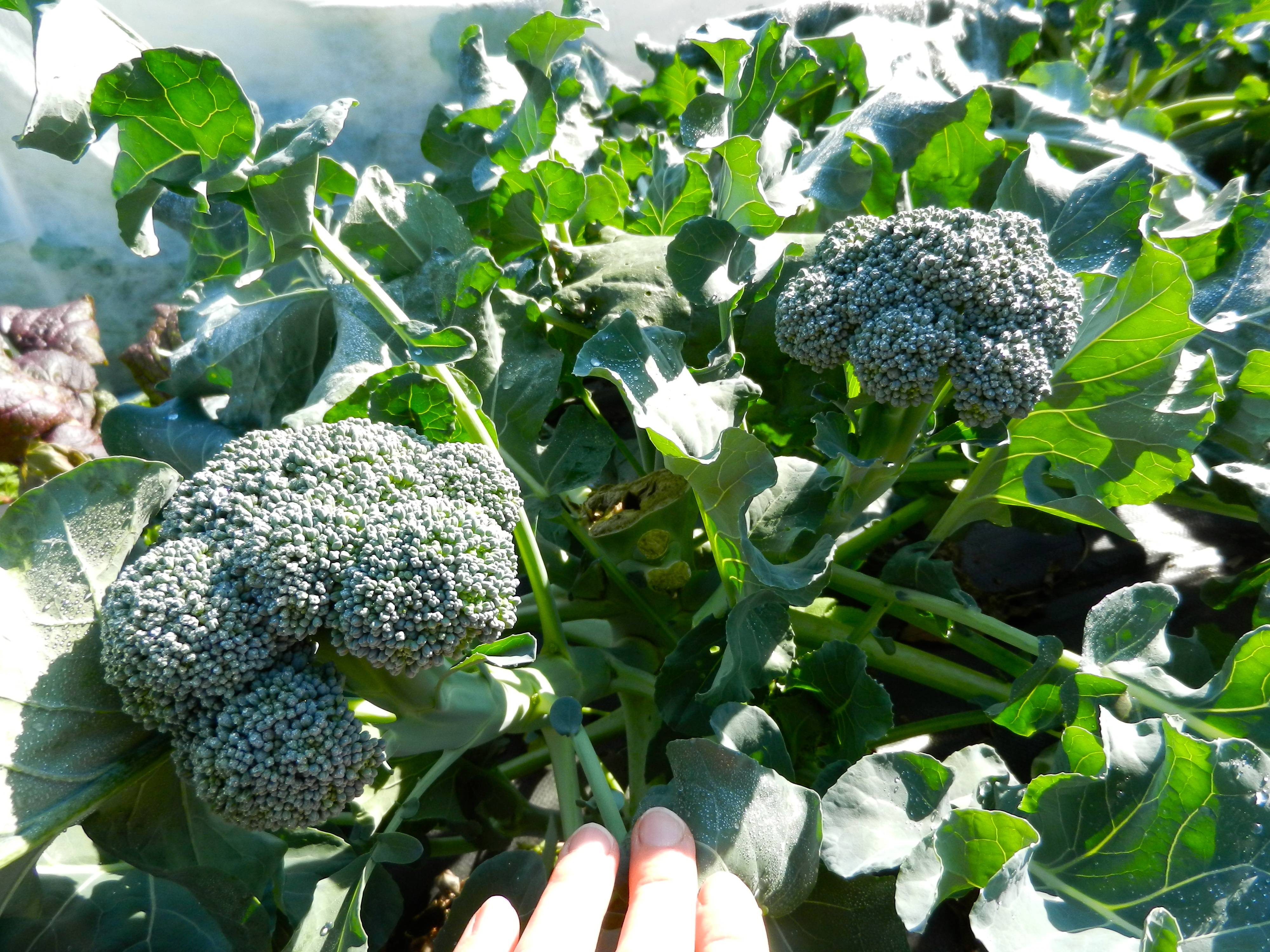 Выращивание брокколи: подготовка рассады, посев, уход на грядке
