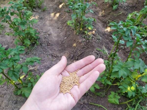 Горчица как сидерат – когда сеять и закапывать в почву