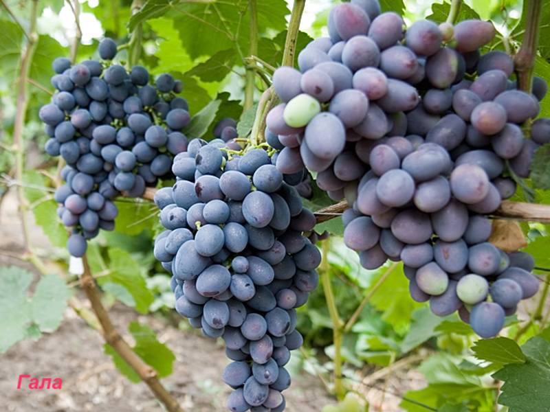 Сорт винограда гала — описание характеристика — сорта винограда, столовые