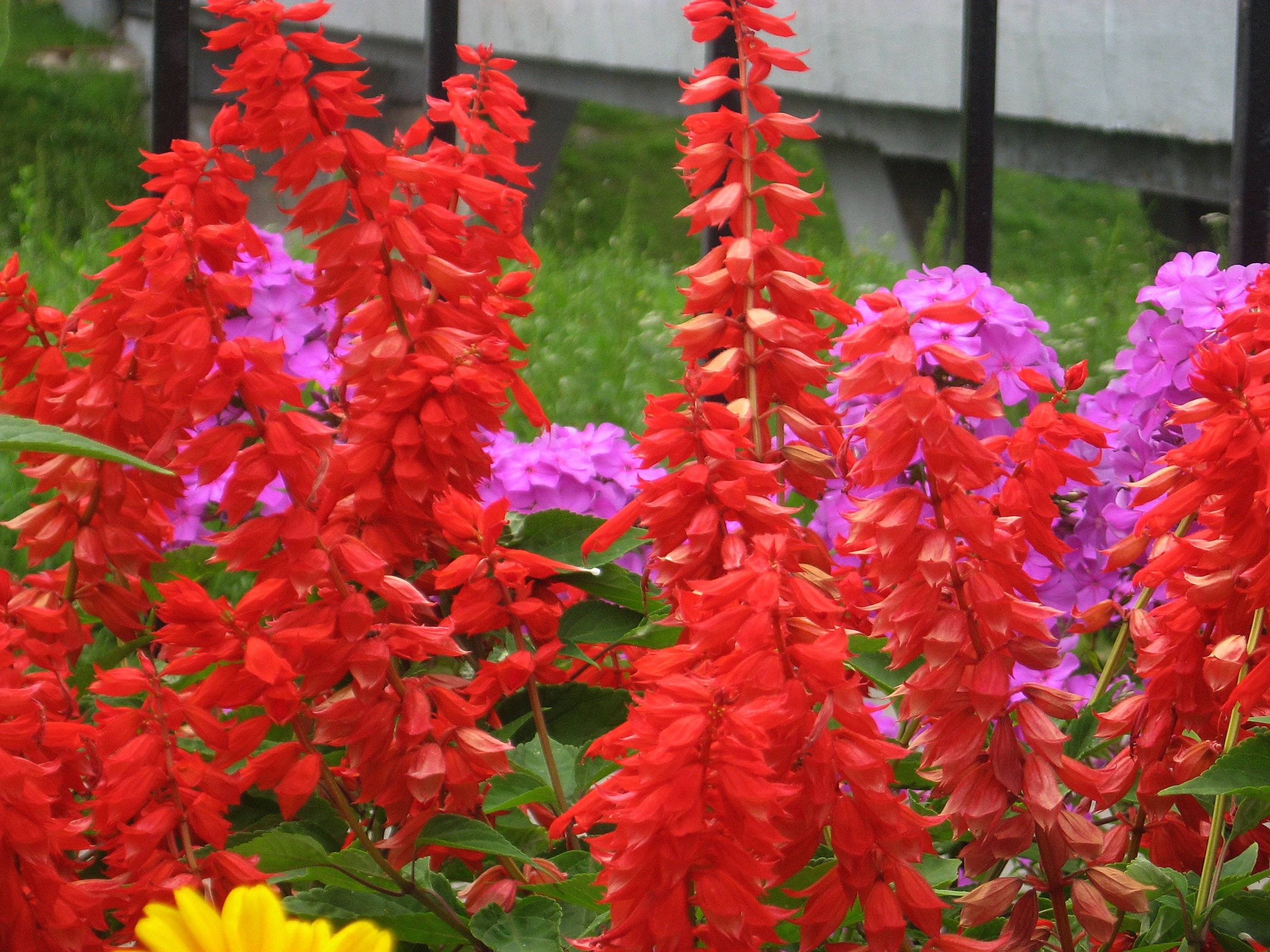 сальвия многолетняя сорта фото цветов