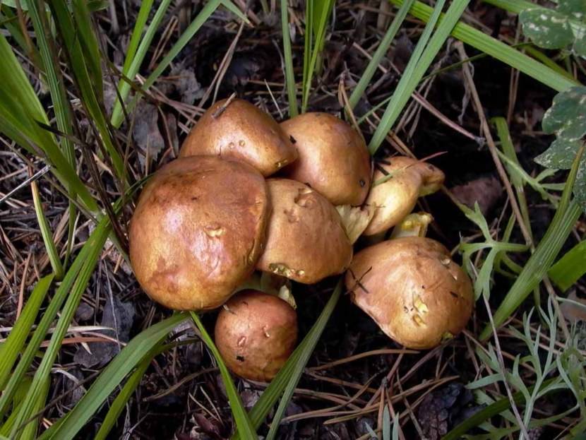 Гриб масленок — фото и описание, грибы похожие на маслята, выращивание маслят в домашних условиях. | cельхозпортал
