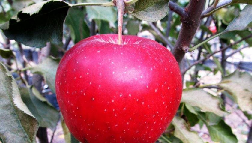 Сорт яблони черный принц: описание с фото и отзывы, особенности выращивания сорта