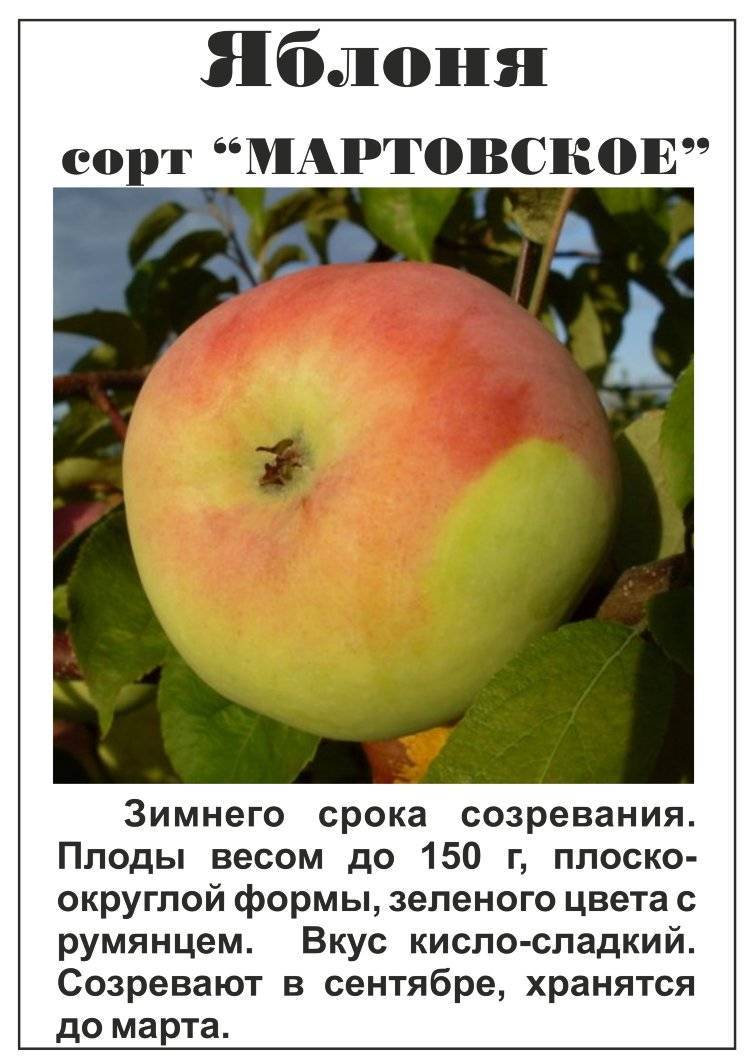 Сорта яблок фото с названием и описанием