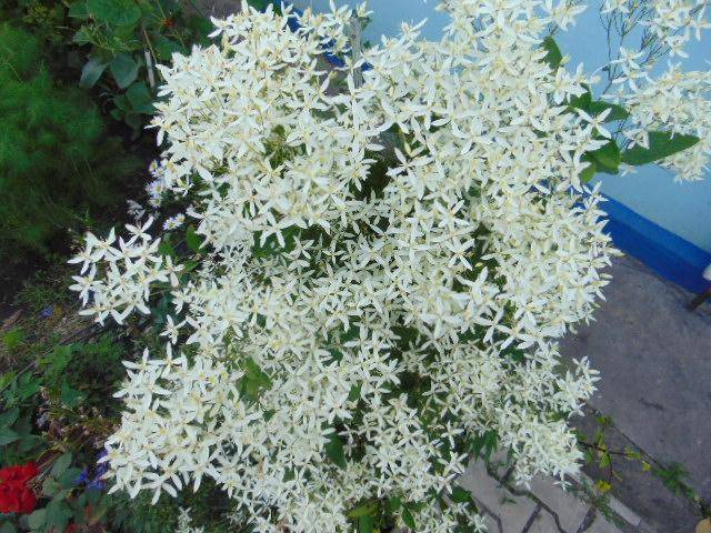 Клематис жгучий мелкоцветковый белый: описание, посадка и уход