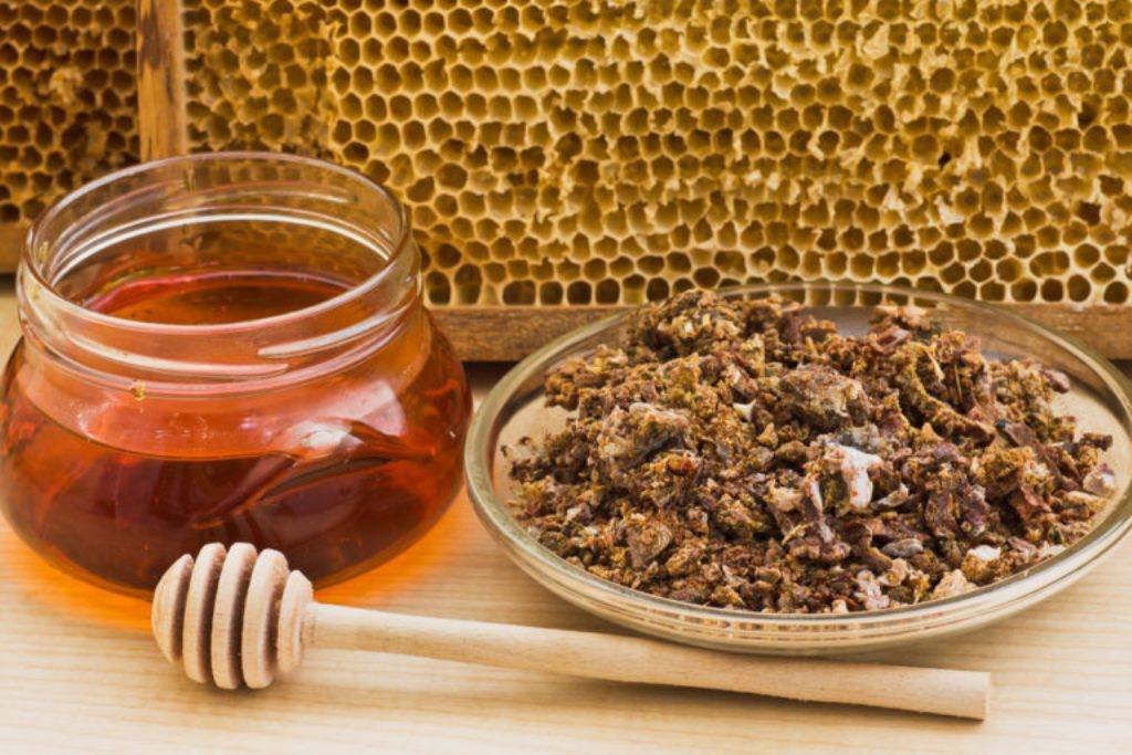 Перга пчелиная — полезные свойства и как принимать