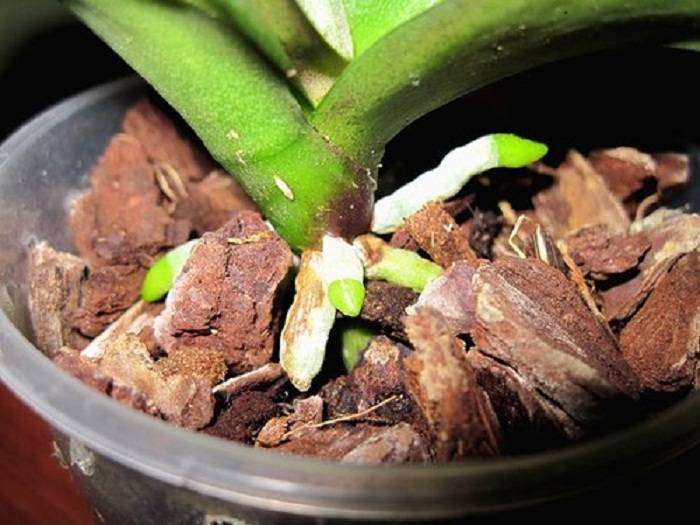 Способы быстрого наращивания корней у орхидей дома для высадки: советы