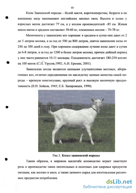 Зааненская порода козы описание породы: зааненские козы - животный мир