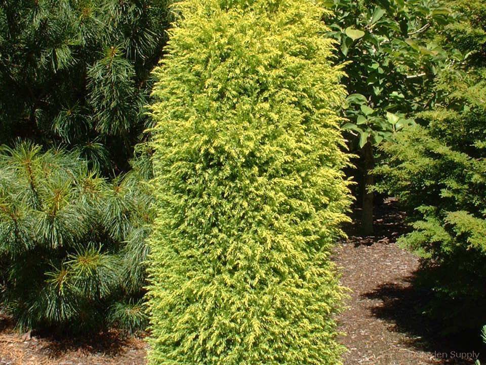 Можжевельник обыкновенный 'голд кон' juniperus communis 'gold cone' - саженцы растений напрямую из питомника рождествено