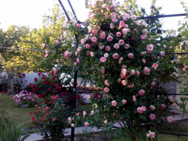 Описание и выращивание роз сорта «цезарь»