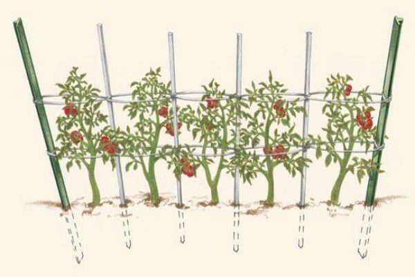 Как подвязать помидоры в открытом грунте правильно (способы и пр) + фото и видео