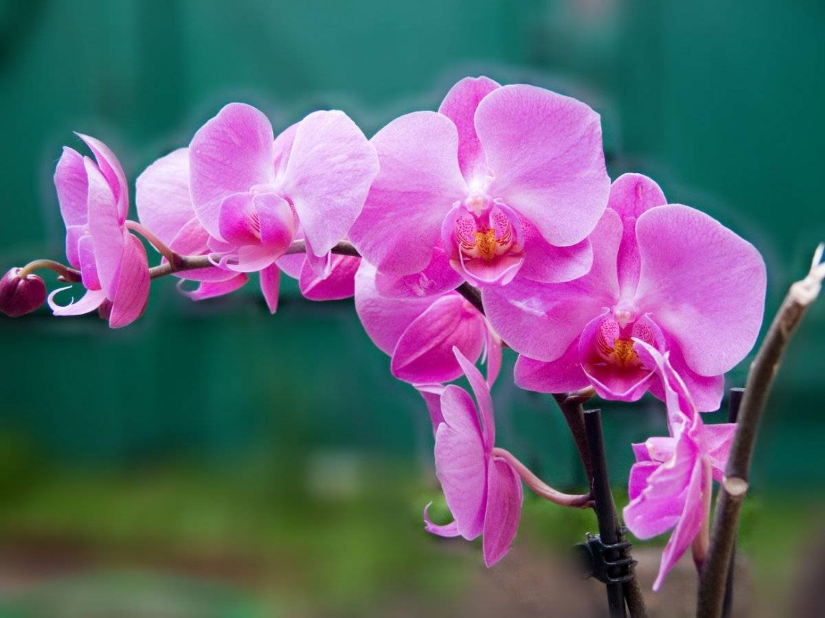 Орхидея фаленопсис | блог об орхидеях