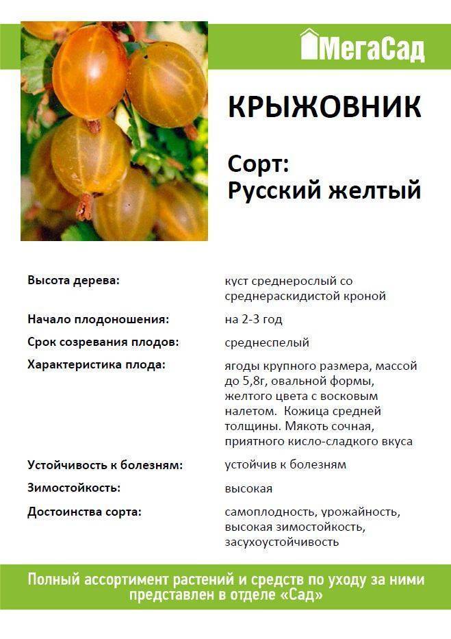 Все о русском желтом крыжовнике: описание сорта, размножение и уход за растением