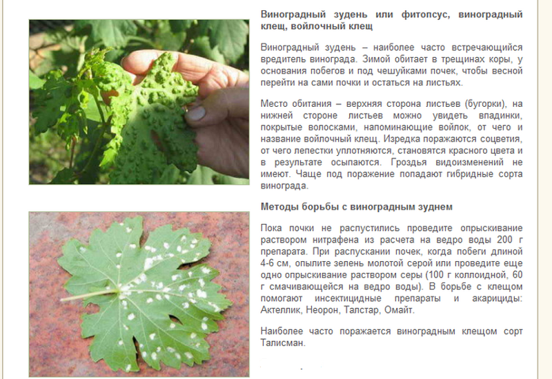 Болезни винограда: фото и чем лечить заболевания листьев, методы борьбы с вредителями