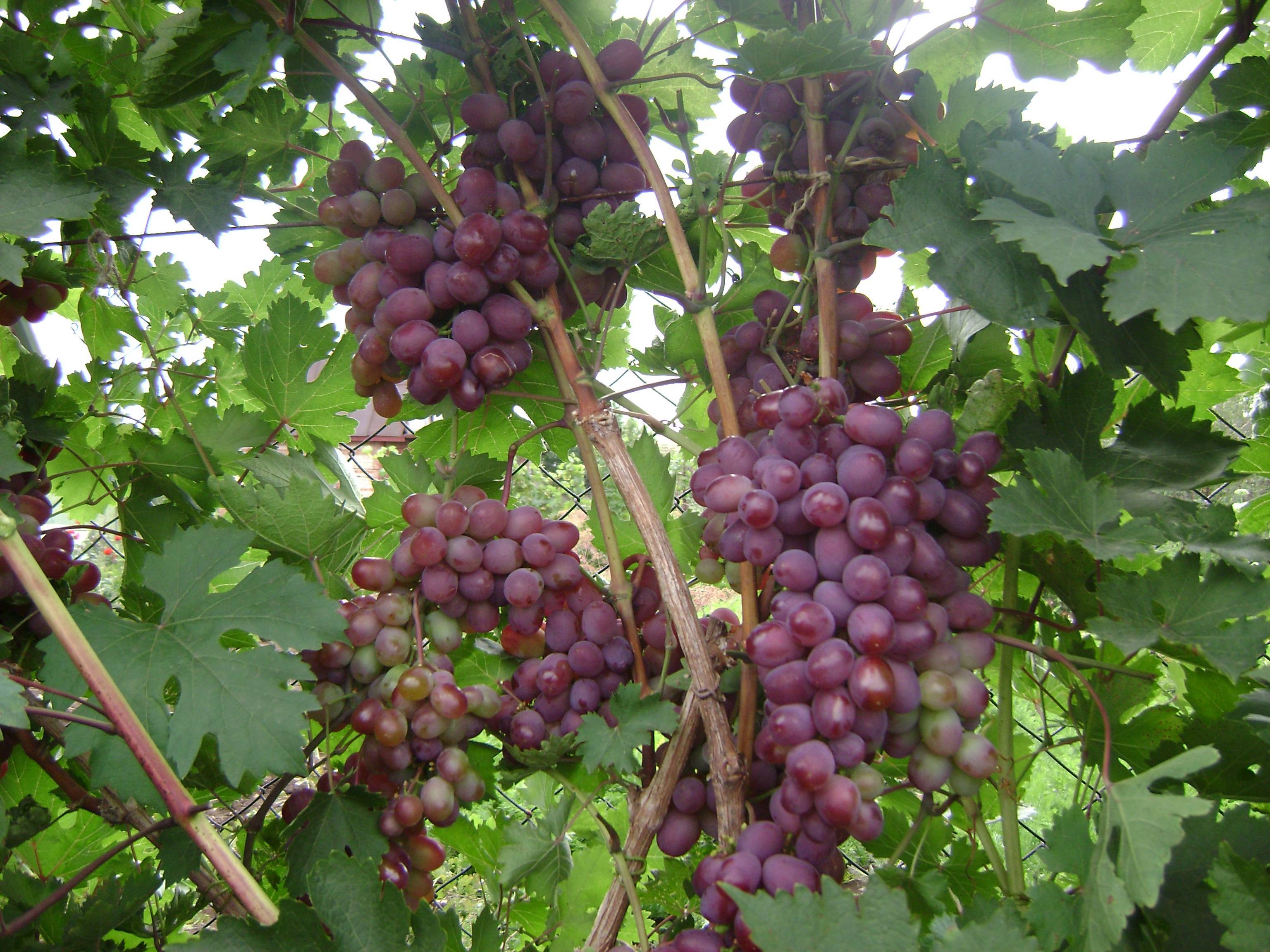 Сорт винограда Виктория