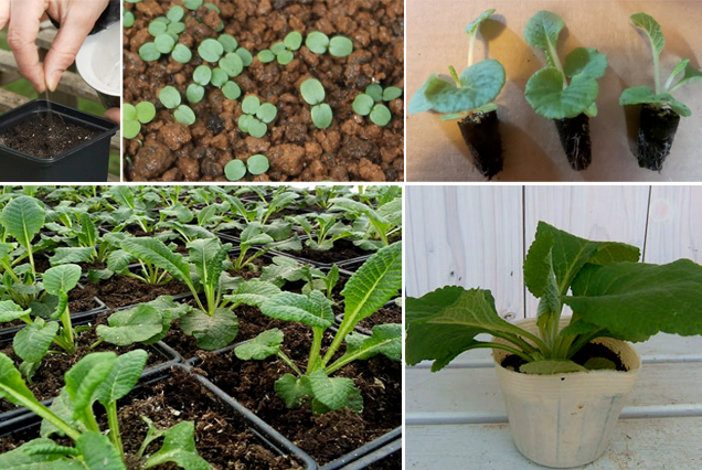Как вырастить примулу к 8 марта из семян