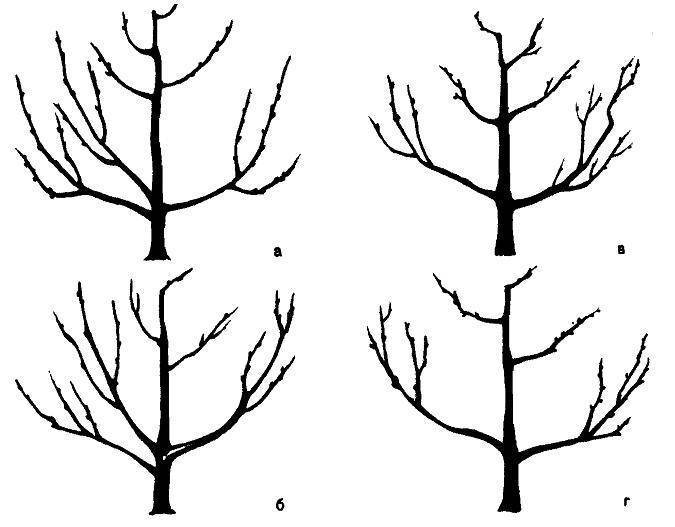 Схема обрезки груши весной для начинающих в картинках