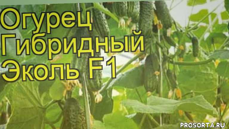 Огурец эколь f1: описание сорта, отзывы, фото, урожайность. сорт огурцов эколь f1: характеристики и секреты выращивания гибрида
