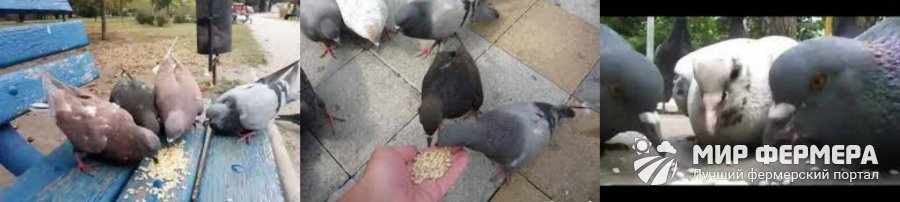 Что едят голуби, чем кормить в домашних условиях или на улице