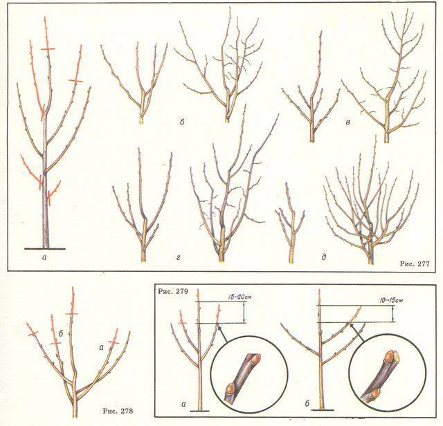 Как правильно обрезать фундук. Формировка фундука. Обрезка лещины весной схема. Формировка алычи чашей. Обрезка шелковицы весной схема.