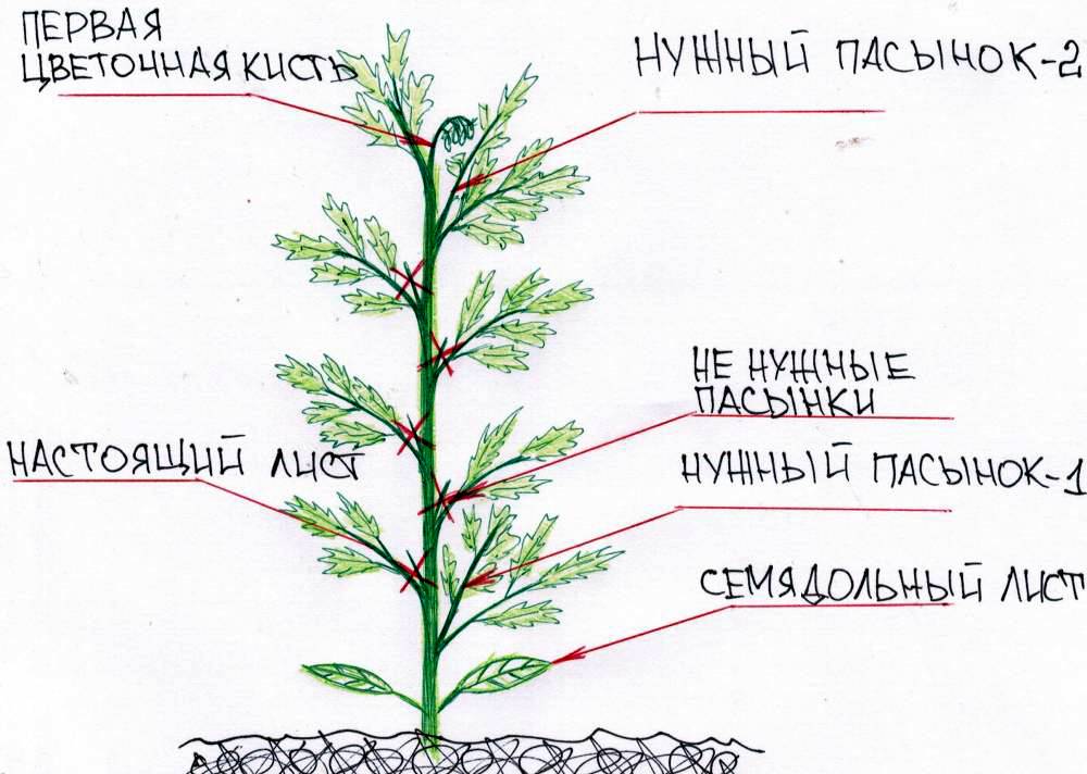 Как правильно обрезать помидоры в теплице пошаговое фото схема