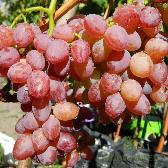 Ранние сорта винограда