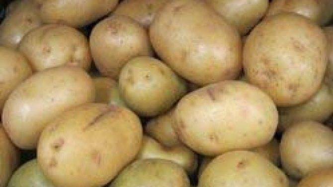 Картофель королева анна (40 фото) – описание сорта, вкусовые качества, отзывы | огородникам инфо