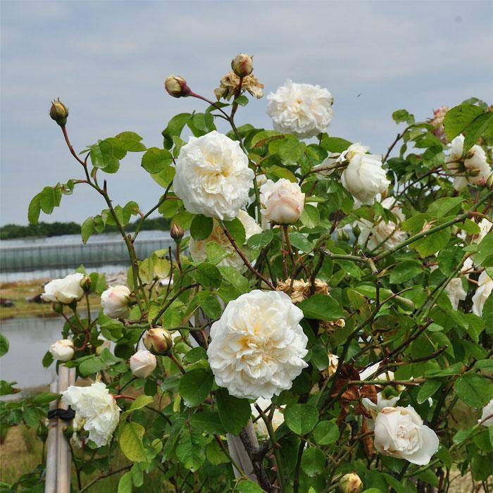 Сорта белых роз (фото и названия, а также описание характеристик)
сорта белых роз (фото и названия, а также описание характеристик)