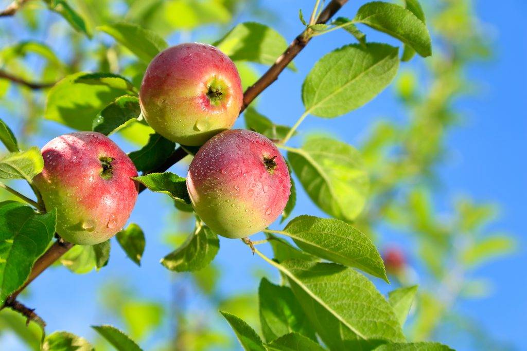Сорт яблони елена фото и описание