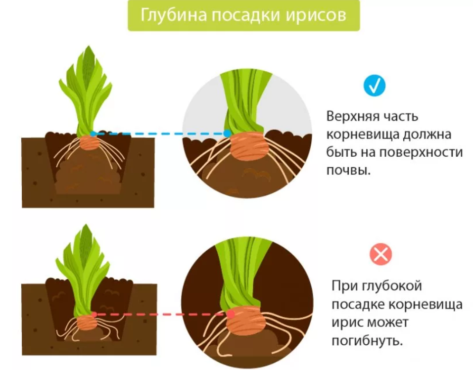 Как посадить ирисы осенью — пошаговая инструкция