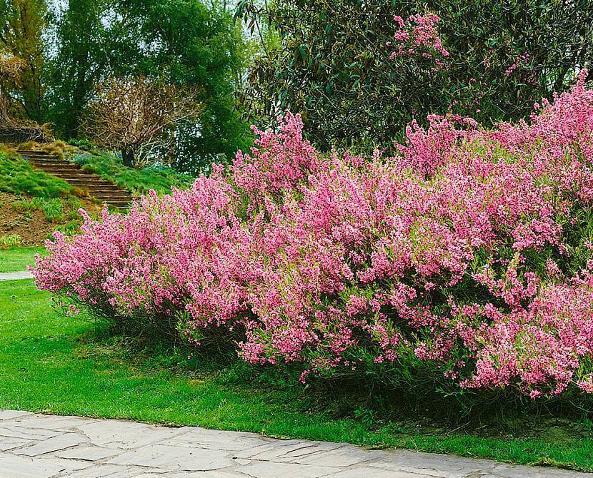 Миндаль — декоративный кустарник: посадка и уход, создание условий для роста и цветения, защита от вредителей и заболеваний