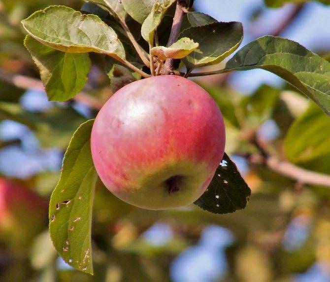 Яблоня "осенняя радость": посадка и уход, описание сорта и фото selo.guru — интернет портал о сельском хозяйстве
