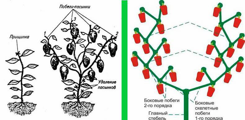 Как пасынковать перцы в теплице пошагово схема