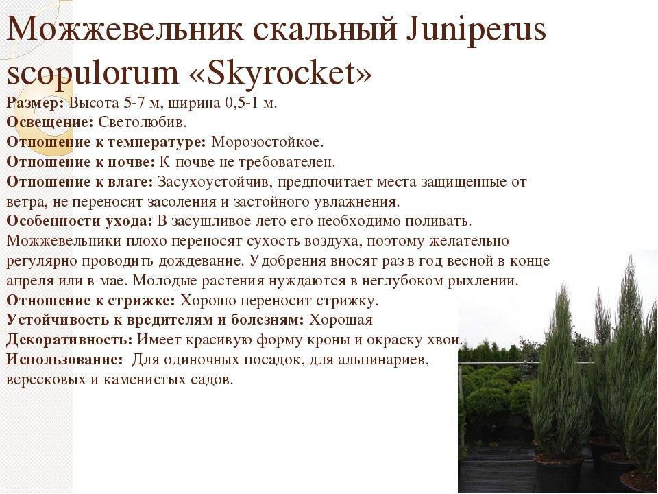 Можжевельник скайрокет (skyrocket): описание, посадка и уход, отзывы