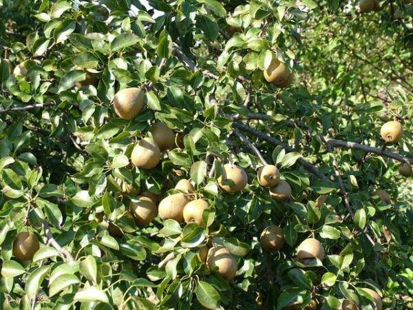 Полное описание зимнего сорта груши белорусская поздняя