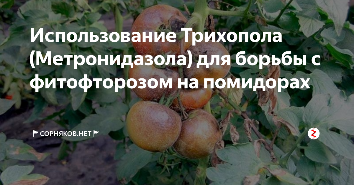 Фитофтора на томатах, эффективные средства от фитофторы на помидорах