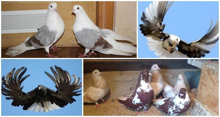 Описание бойных пород голубей: особенности полета, характеристика, содержание