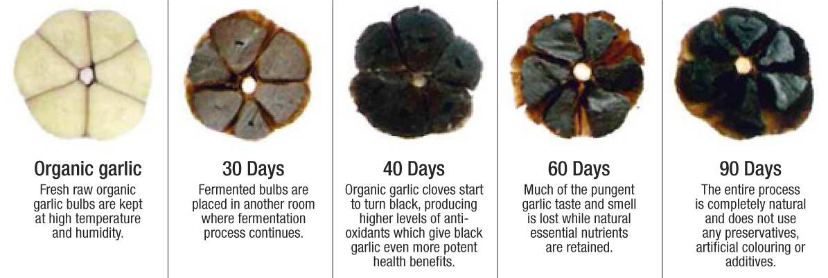 Черный чеснок (black garlic): полезные свойства и приготовление