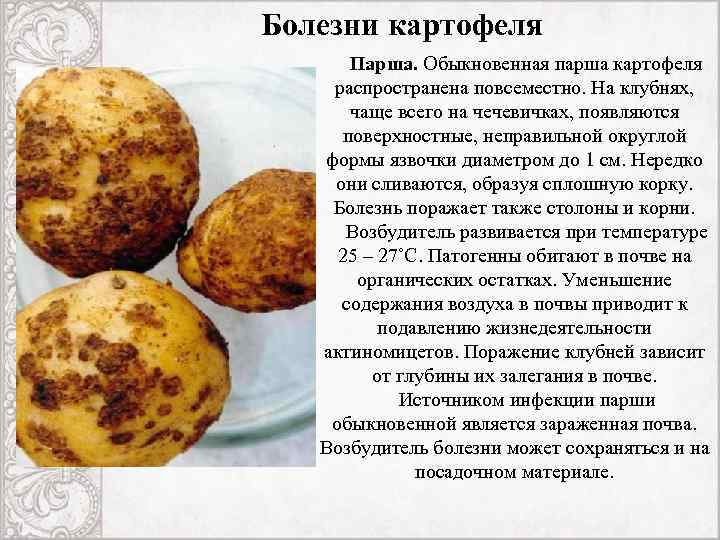 Болезни у картофеля фото описание