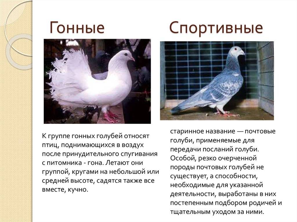 Какие породы голубей бывают фото и название
